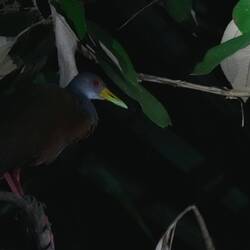 Grey-necked Wood Rail