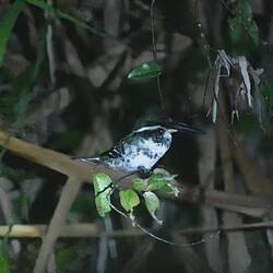 Green Kingfisher