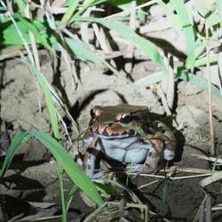 Bullet Frog