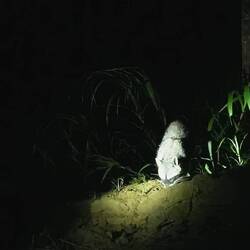 Raccoon