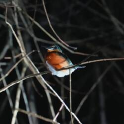 Blue-banded Kingfisher