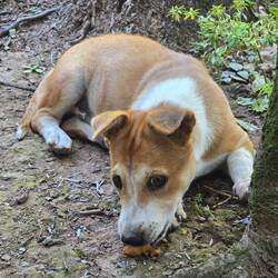 This dog eats leftover fruit from tourists all day!