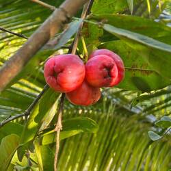 Rose apples 🍎