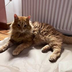Enchanté moi c'est Nako, le chat-chien de la maison