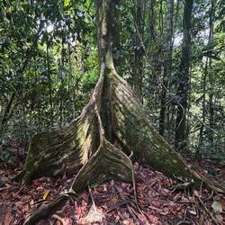 Meermaid Tree (riesige Weihrauchbäume)