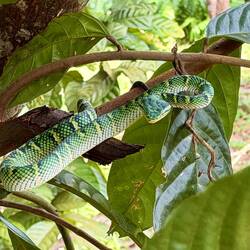 Wagler's Pit Viper (Moon snake, liegt viele Tage am selben Platz, jagt nachts, sehr giftig)