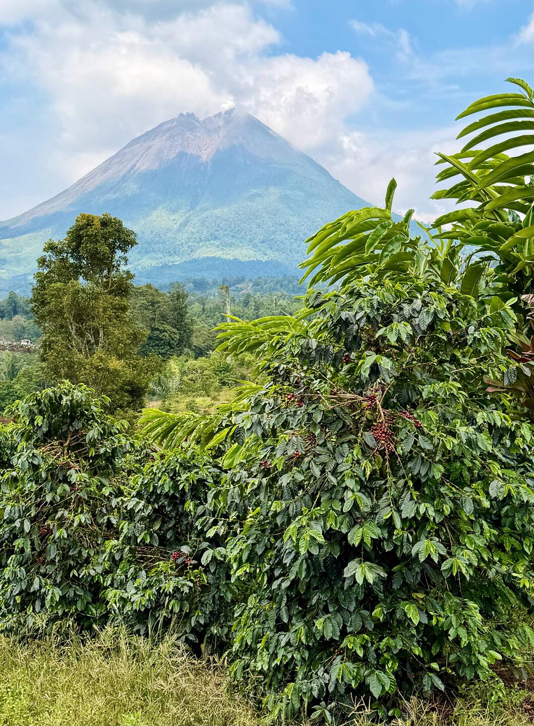 Rauchender Vulkan Sinabung hinter Kaffee