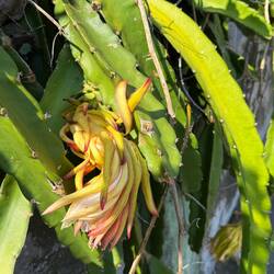 Drachenfrucht Blüte
