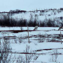 Findet ihr die Tiere? Die guten Fotos habe ich mit der richtigen Kamera gemacht, die sind hier leid
