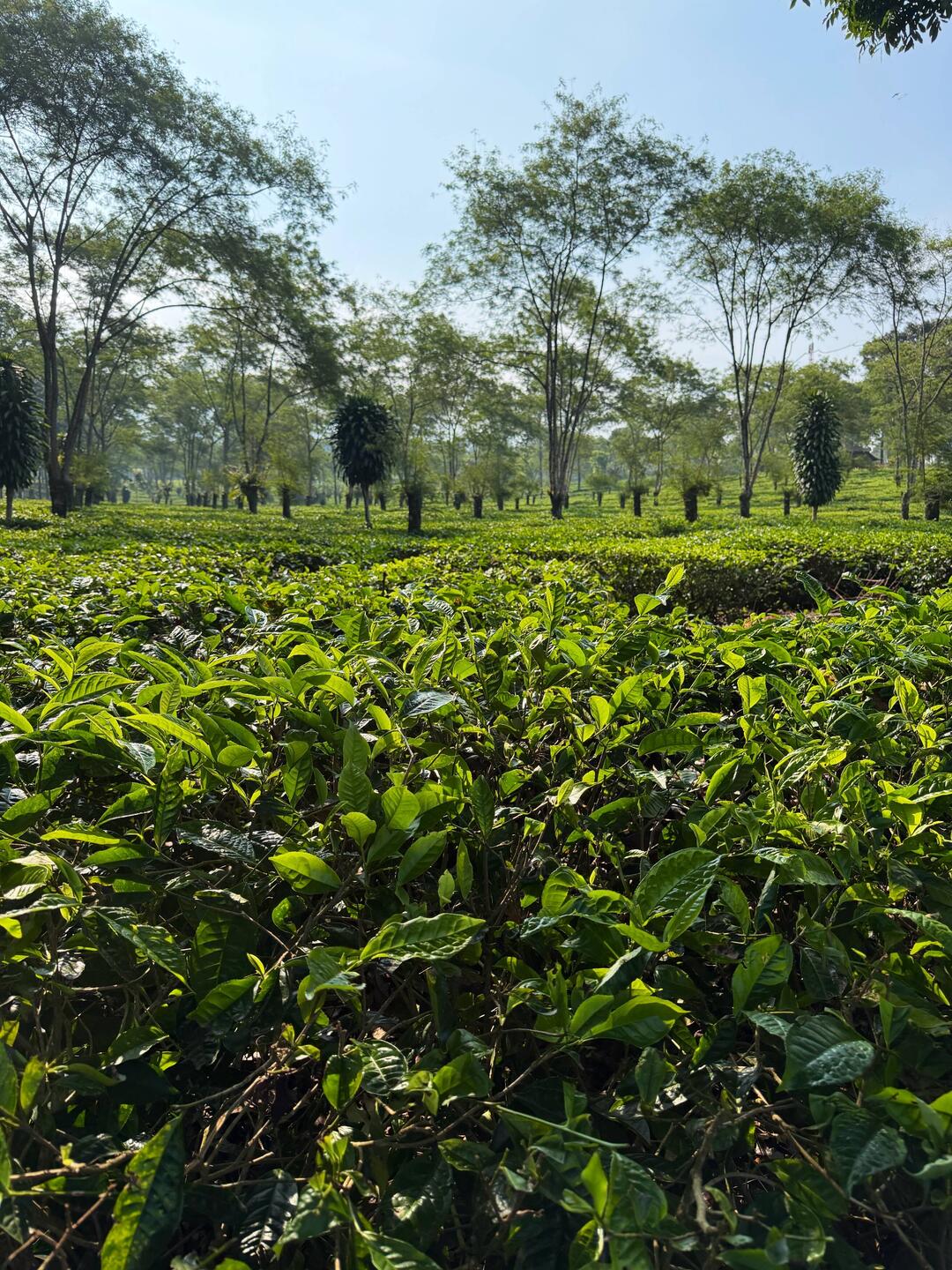Interessante Führung auf der Wonosari-Teeplantage (700 ha)
