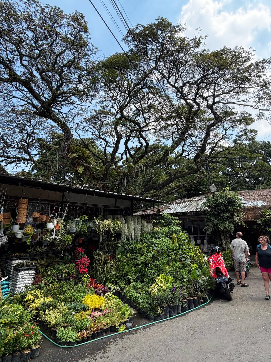 Regenbaum überschirmt den Pflanzenbasar in Malang