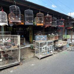 Vogelmarkt Malang