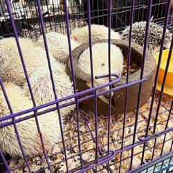 Igel