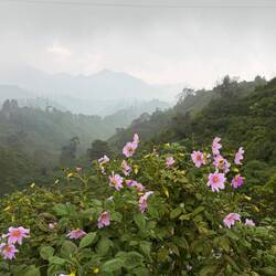 Riesendahlien vor Berglandschaft