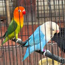 Viele bunte Vögel in allen Grössen
