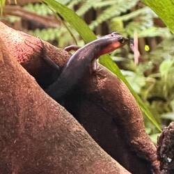Skink Mabuje