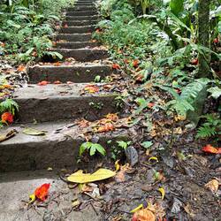 Start der Wanderung im Nebelwald, die Korallenbäume werfen ihre grossen Blüten ab