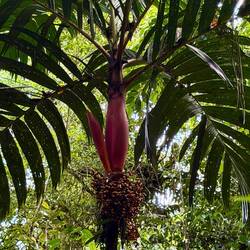 Betelpalme