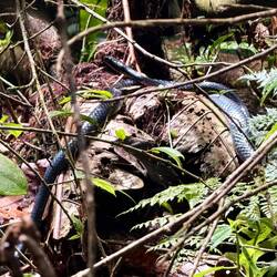 Grosse schwarze Sulawesi Rattenschlange (selten, endemisch)