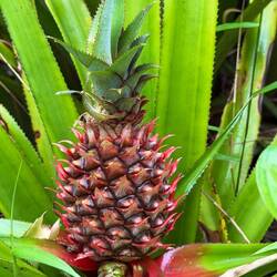 Ananas