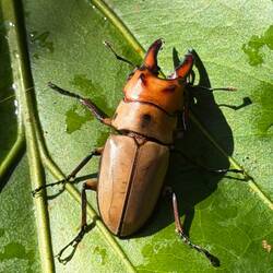 Kleiner Hirschkäfer