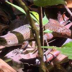 Skink