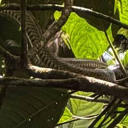 Sulawesi Schwarzschwanz Rattenschlange (endemisch, sehr selten) weit oben im Baum