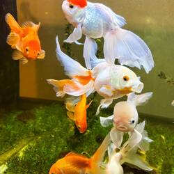 Seltsame Goldfische in einem chinesischen Restaurant