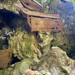 300 Jahre alte Familie-Särge zerfallen und die Knochen fallen heraus
