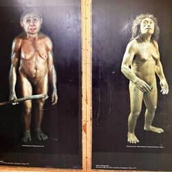 2 Rekonstruktionen aus den Knochen der Homo floresiensis-Frau