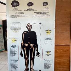 Homo floresiensis