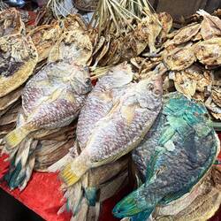 Es gibt tatsächlich bunte Trockenfische