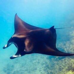 Schnorcheln mit Mantarochen