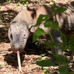 Komodo Warane riechen mit der Zunge