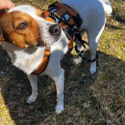 Kleiner Fesselungskünstler