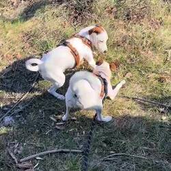 Die Hundies noch nicht wirklich