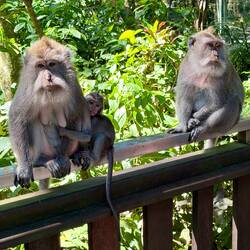 Balinesische Langschwanzmakaken im Monkey Forest