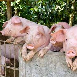 Zukünftige Opferschweine begrüssen mich freudig