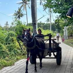 Auf Gili Air gibt es keine knatternden Motos! Nur Fahrräder, Elektroroller und Pferdekutschen