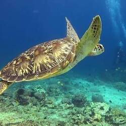 Schnorcheln mit Karettschildkröten