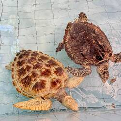 Echte Karettschildkröten in der Rettungsstation in Sanur