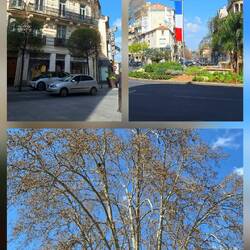 Von der Altstadt zu den Mühlen, unten Baumkletterer in einer riesigen Platane