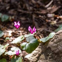 Alpenveilchen am Wegesrand