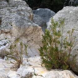 Der Oleander wächst auch überall