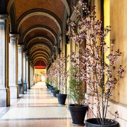 What I thought were silk trees from a distance turned out to be real trees — Bologna, Italy.