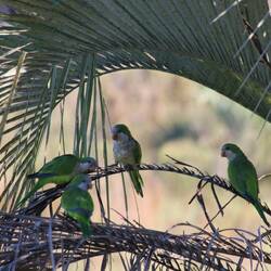 Monk Parakeet