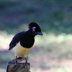 Plush-crested Jay