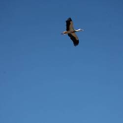 Ein Dutzend Nester haben wir bestimmt wieder entdeckt.