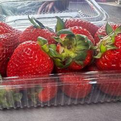 Sauleckere Erdbeeren 🍓 🤤