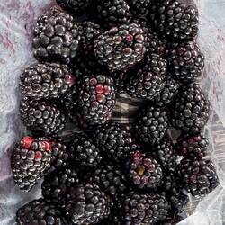 1/2 Kilo Brombeeren ☺️